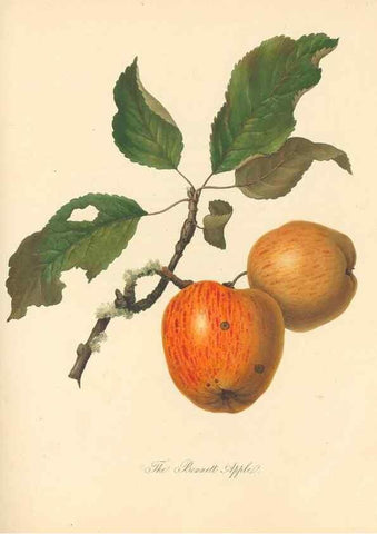 Reproducción/Reproduction 40630743820: Pomona Herefordiensis :. London :Printed for the Agricultural Society of Herefordshire, by W. Bulmer ... and sold by W. Hooker ... White and Cochrane ... and J. Harding ...,1811.. 