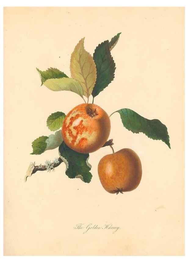 Reproducción/Reproduction 27568445337: Pomona Herefordiensis :. London :Printed for the Agricultural Society of Herefordshire, by W. Bulmer ... and sold by W. Hooker ... White and Cochrane ... and J. Harding ...,1811.. 