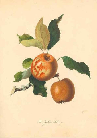 Reproducción/Reproduction 27568445337: Pomona Herefordiensis :. London :Printed for the Agricultural Society of Herefordshire, by W. Bulmer ... and sold by W. Hooker ... White and Cochrane ... and J. Harding ...,1811.. 