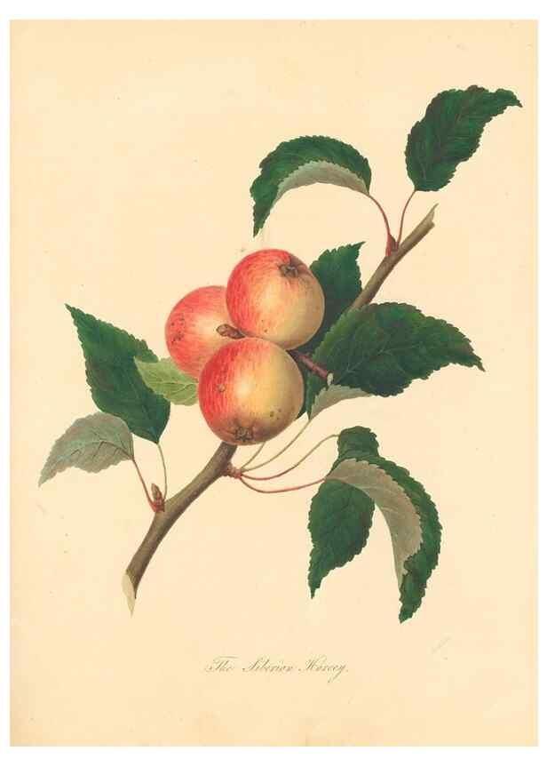 Reproducción/Reproduction 42438612841: Pomona Herefordiensis :. London :Printed for the Agricultural Society of Herefordshire, by W. Bulmer ... and sold by W. Hooker ... White and Cochrane ... and J. Harding ...,1811.. 