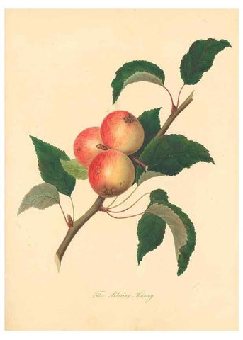 Reproducción/Reproduction 42438612841: Pomona Herefordiensis :. London :Printed for the Agricultural Society of Herefordshire, by W. Bulmer ... and sold by W. Hooker ... White and Cochrane ... and J. Harding ...,1811.. 