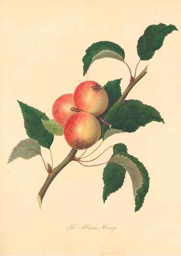 Reproducción/Reproduction 42438612841: Pomona Herefordiensis :. London :Printed for the Agricultural Society of Herefordshire, by W. Bulmer ... and sold by W. Hooker ... White and Cochrane ... and J. Harding ...,1811.. 