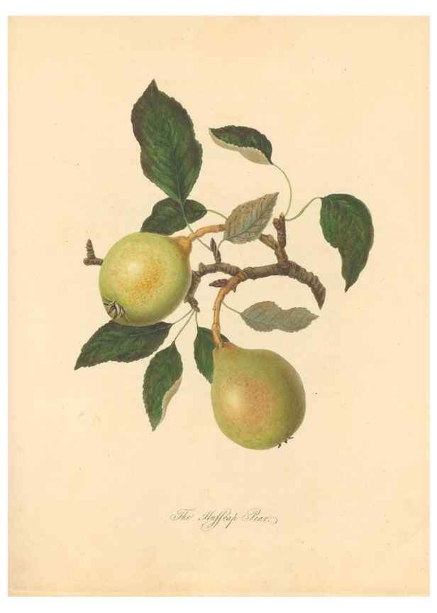 Reproducción/Reproduction 42438613751: Pomona Herefordiensis :. London :Printed for the Agricultural Society of Herefordshire, by W. Bulmer ... and sold by W. Hooker ... White and Cochrane ... and J. Harding ...,1811.. 