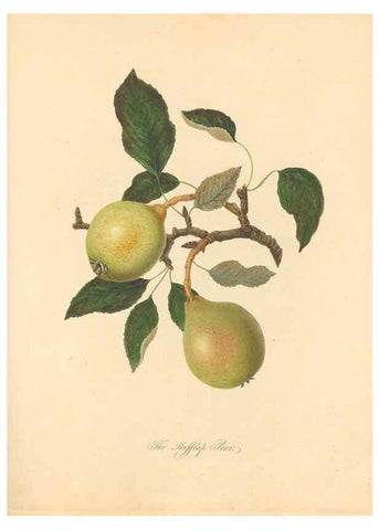 Reproducción/Reproduction 42438613751: Pomona Herefordiensis :. London :Printed for the Agricultural Society of Herefordshire, by W. Bulmer ... and sold by W. Hooker ... White and Cochrane ... and J. Harding ...,1811.. 