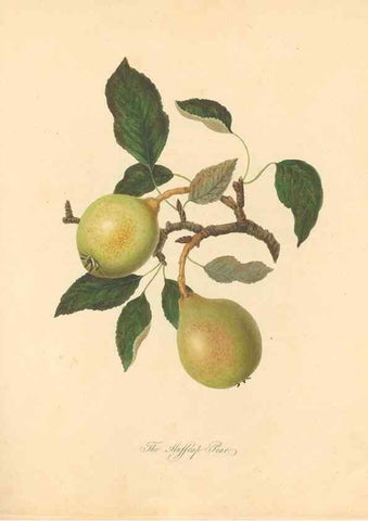 Reproducción/Reproduction 42438613751: Pomona Herefordiensis :. London :Printed for the Agricultural Society of Herefordshire, by W. Bulmer ... and sold by W. Hooker ... White and Cochrane ... and J. Harding ...,1811.. 