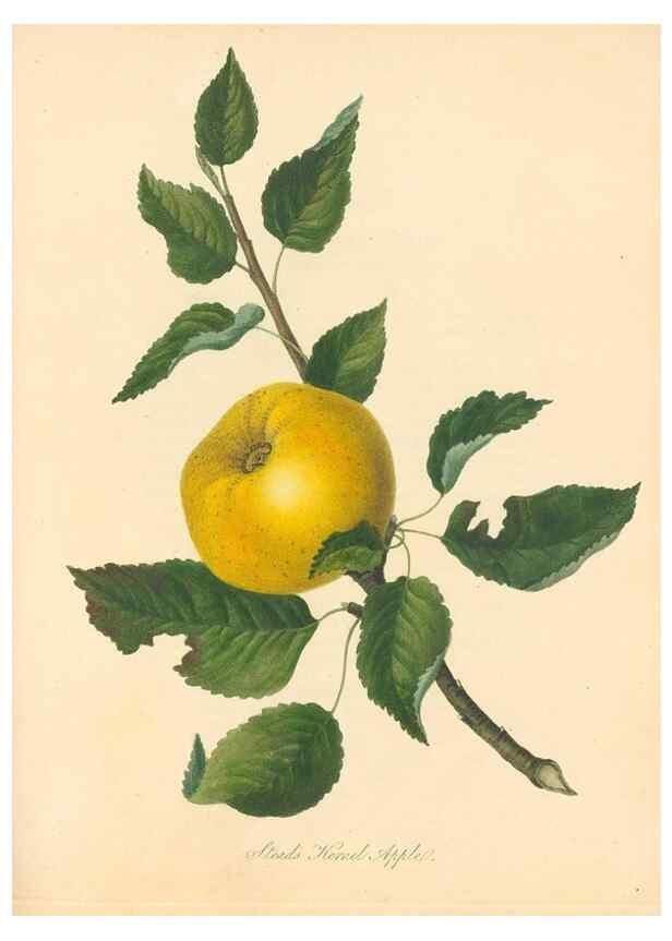 Reproducción/Reproduction 42388077722: Pomona Herefordiensis :. London :Printed for the Agricultural Society of Herefordshire, by W. Bulmer ... and sold by W. Hooker ... White and Cochrane ... and J. Harding ...,1811.. 
