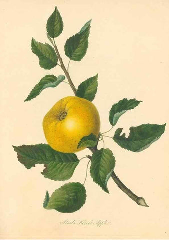 Reproducción/Reproduction 42388077722: Pomona Herefordiensis :. London :Printed for the Agricultural Society of Herefordshire, by W. Bulmer ... and sold by W. Hooker ... White and Cochrane ... and J. Harding ...,1811.. 