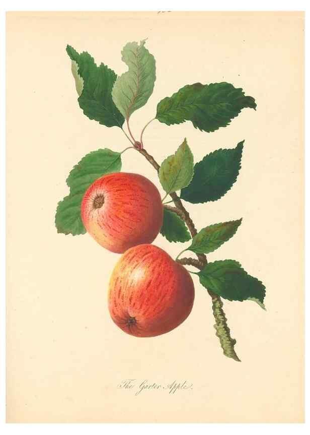 Reproducción/Reproduction 42388079722: Pomona Herefordiensis :. London :Printed for the Agricultural Society of Herefordshire, by W. Bulmer ... and sold by W. Hooker ... White and Cochrane ... and J. Harding ...,1811.. 