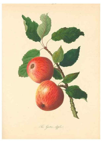 Reproducción/Reproduction 42388079722: Pomona Herefordiensis :. London :Printed for the Agricultural Society of Herefordshire, by W. Bulmer ... and sold by W. Hooker ... White and Cochrane ... and J. Harding ...,1811.. 