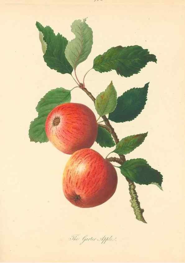 Reproducción/Reproduction 42388079722: Pomona Herefordiensis :. London :Printed for the Agricultural Society of Herefordshire, by W. Bulmer ... and sold by W. Hooker ... White and Cochrane ... and J. Harding ...,1811.. 