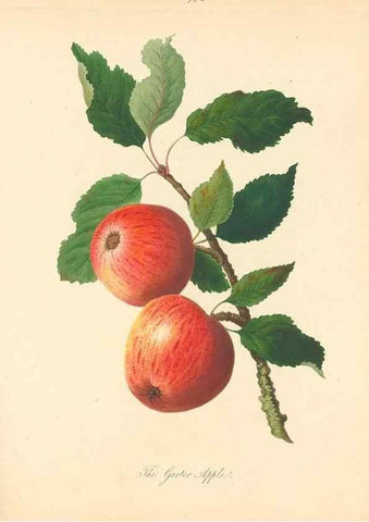 Reproducción/Reproduction 42388079722: Pomona Herefordiensis :. London :Printed for the Agricultural Society of Herefordshire, by W. Bulmer ... and sold by W. Hooker ... White and Cochrane ... and J. Harding ...,1811.. 