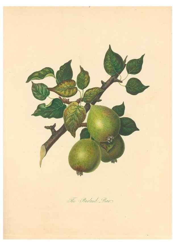 Reproducción/Reproduction 42388081722: Pomona Herefordiensis :. London :Printed for the Agricultural Society of Herefordshire, by W. Bulmer ... and sold by W. Hooker ... White and Cochrane ... and J. Harding ...,1811.. 