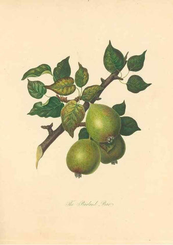 Reproducción/Reproduction 42388081722: Pomona Herefordiensis :. London :Printed for the Agricultural Society of Herefordshire, by W. Bulmer ... and sold by W. Hooker ... White and Cochrane ... and J. Harding ...,1811.. 