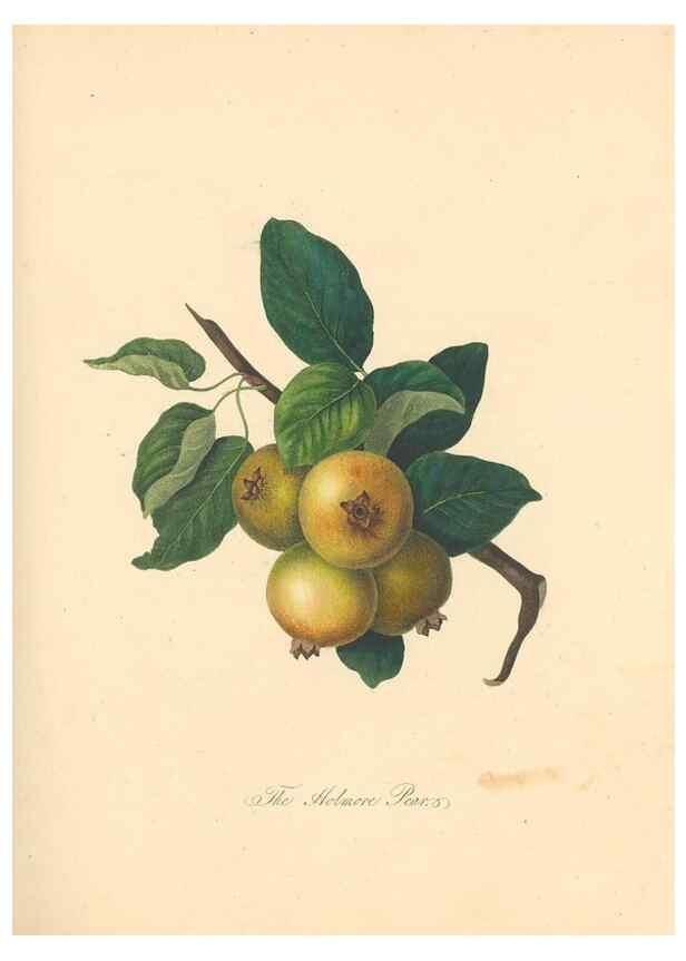 Reproducción/Reproduction 42438610341: Pomona Herefordiensis :. London :Printed for the Agricultural Society of Herefordshire, by W. Bulmer ... and sold by W. Hooker ... White and Cochrane ... and J. Harding ...,1811.. 