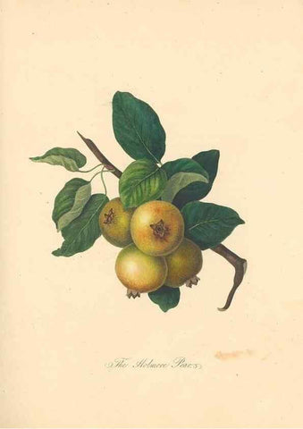 Reproducción/Reproduction 42438610341: Pomona Herefordiensis :. London :Printed for the Agricultural Society of Herefordshire, by W. Bulmer ... and sold by W. Hooker ... White and Cochrane ... and J. Harding ...,1811.. 