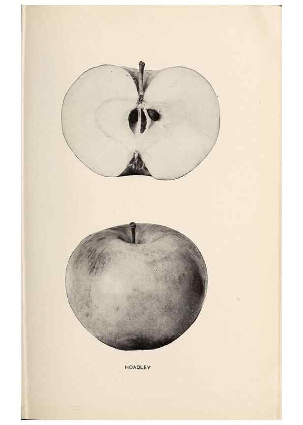 Reproducción/Reproduction 42234503942: The apples of New York /. Albany :J.B. Lyon,1905.. 