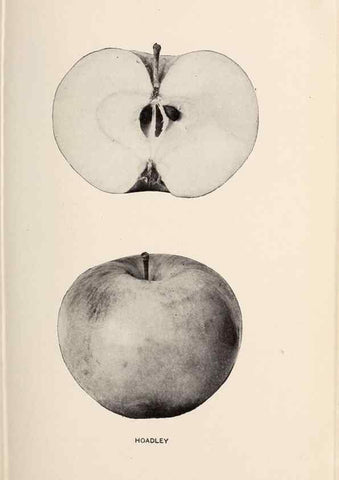 Reproducción/Reproduction 42234503942: The apples of New York /. Albany :J.B. Lyon,1905.. 