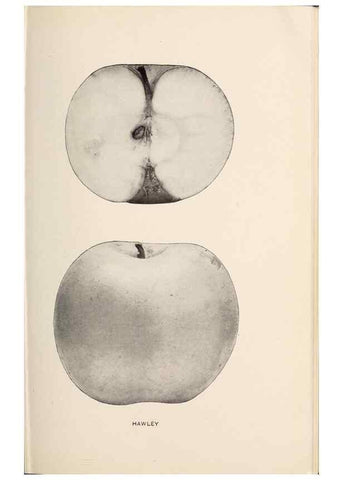 Reproducción/Reproduction 42234501142: The apples of New York /. Albany :J.B. Lyon,1905.. 