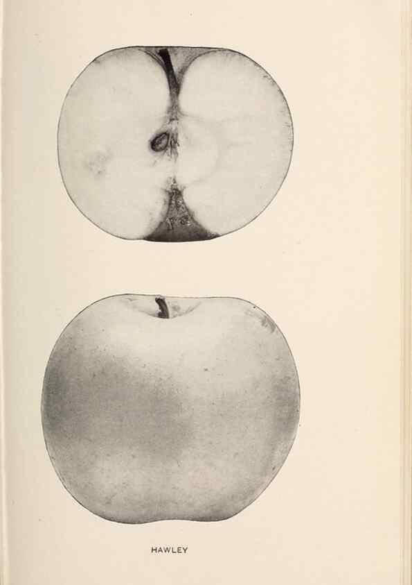 Reproducción/Reproduction 42234501142: The apples of New York /. Albany :J.B. Lyon,1905.. 