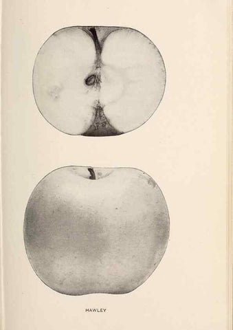Reproducción/Reproduction 42234501142: The apples of New York /. Albany :J.B. Lyon,1905.. 