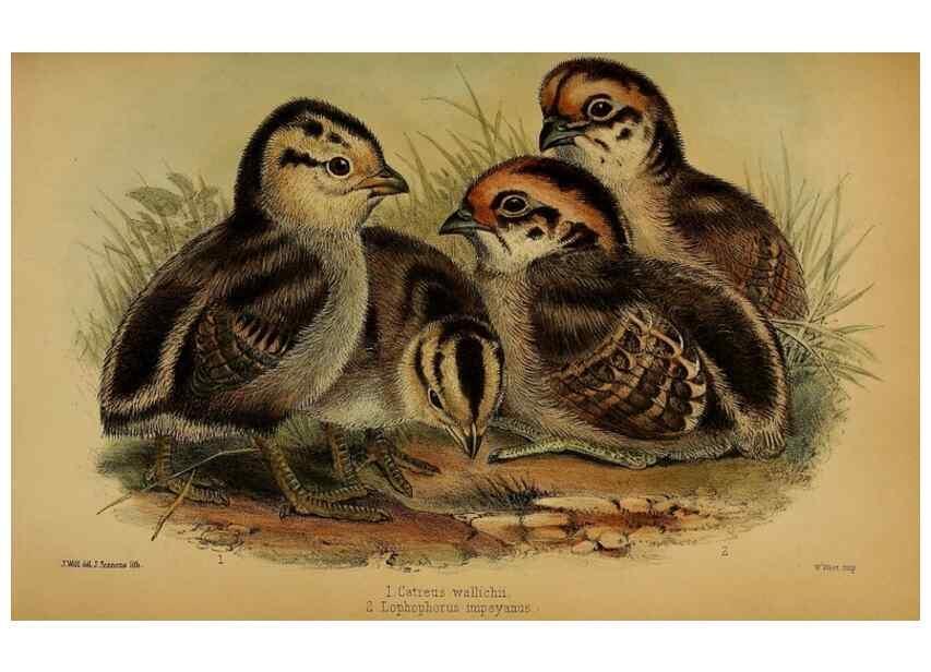 Reproducción/Reproduction 41310222414: Proceedings of the Zoological Society of London.. London :Academic Press, [etc.],1833-1965.. 
