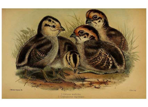 Reproducción/Reproduction 41310222414: Proceedings of the Zoological Society of London.. London :Academic Press, [etc.],1833-1965.. 