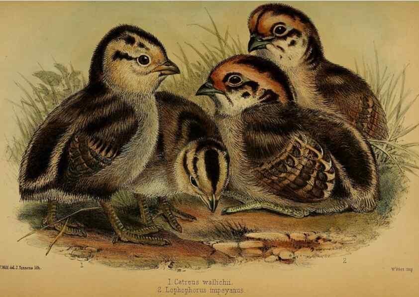 Reproducción/Reproduction 41310222414: Proceedings of the Zoological Society of London.. London :Academic Press, [etc.],1833-1965.. 