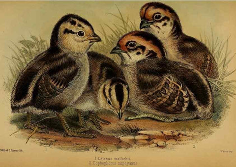 Reproducción/Reproduction 41310222414: Proceedings of the Zoological Society of London.. London :Academic Press, [etc.],1833-1965.. 
