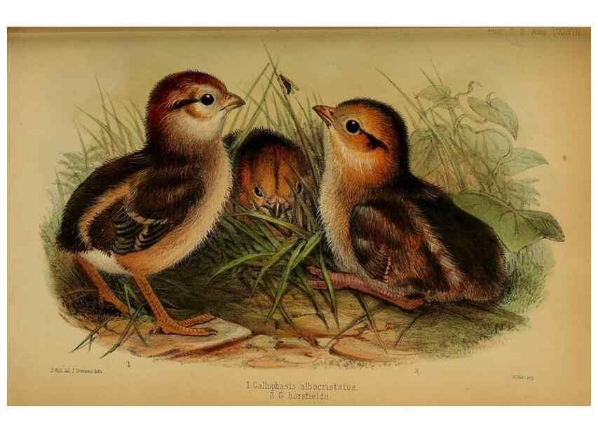 Reproducción/Reproduction 27160139157: Proceedings of the Zoological Society of London.. London :Academic Press, [etc.],1833-1965.. 