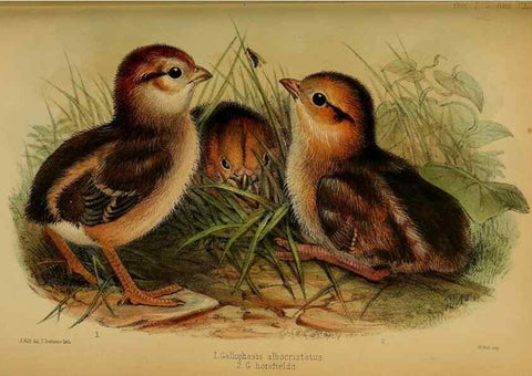 Reproducción/Reproduction 27160139157: Proceedings of the Zoological Society of London.. London :Academic Press, [etc.],1833-1965.. 