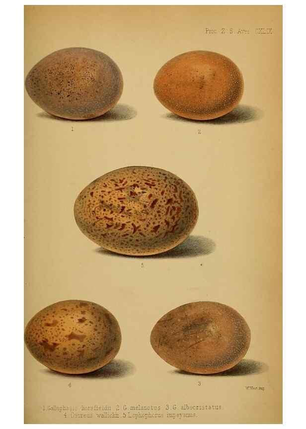 Reproducción/Reproduction 40222770780: Proceedings of the Zoological Society of London.. London :Academic Press, [etc.],1833-1965.. 