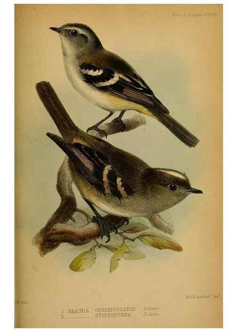 Reproducción/Reproduction 41130329335: Proceedings of the Zoological Society of London.. London :Academic Press, [etc.],1833-1965.. 