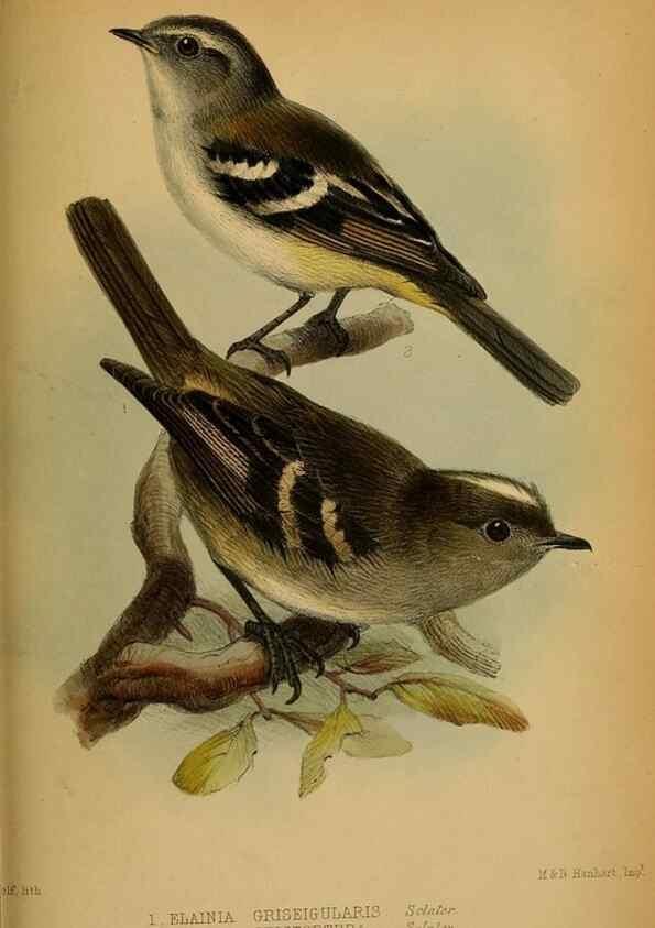 Reproducción/Reproduction 41130329335: Proceedings of the Zoological Society of London.. London :Academic Press, [etc.],1833-1965.. 