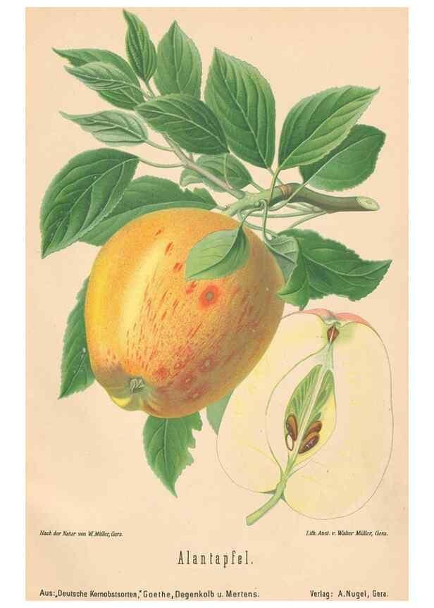 Reproducción/Reproduction 40456385740: Aepfel und Birnen,. Berlin,Paul Parey,1894.. 
