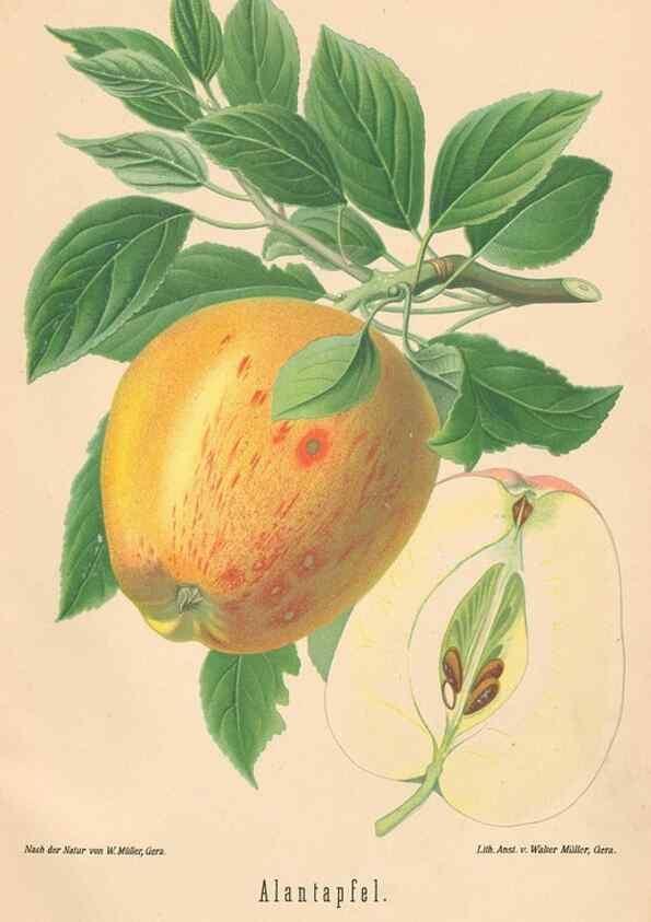 Reproducción/Reproduction 40456385740: Aepfel und Birnen,. Berlin,Paul Parey,1894.. 