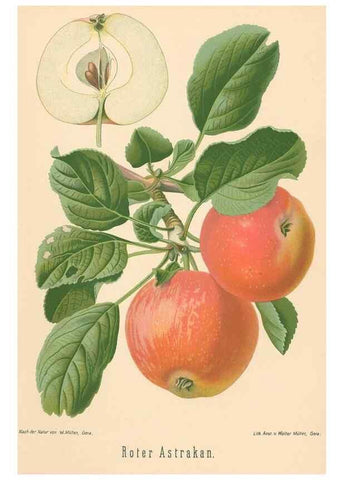 Reproducción/Reproduction 41541401334: Aepfel und Birnen,. Berlin,Paul Parey,1894.. 