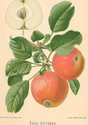 Reproducción/Reproduction 41541401334: Aepfel und Birnen,. Berlin,Paul Parey,1894.. 