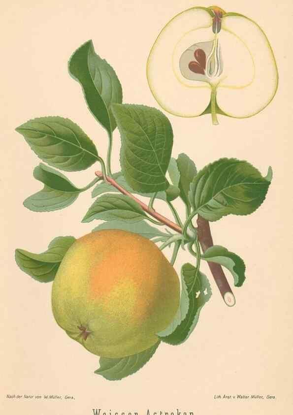 Reproducción/Reproduction 28389423438: Aepfel und Birnen,. Berlin,Paul Parey,1894.. 