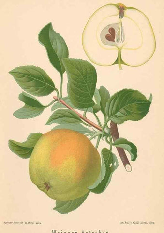 Reproducción/Reproduction 28389423438: Aepfel und Birnen,. Berlin,Paul Parey,1894.. 