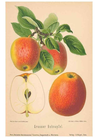 Reproducción/Reproduction 28389431538: Aepfel und Birnen,. Berlin,Paul Parey,1894.. 