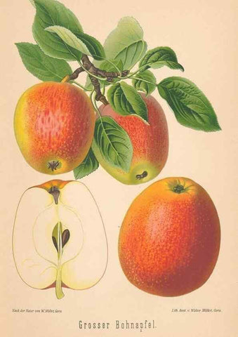 Reproducción/Reproduction 28389431538: Aepfel und Birnen,. Berlin,Paul Parey,1894.. 