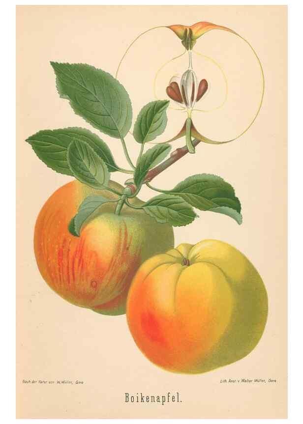Reproducción/Reproduction 27392430257: Aepfel und Birnen,. Berlin,Paul Parey,1894.. 