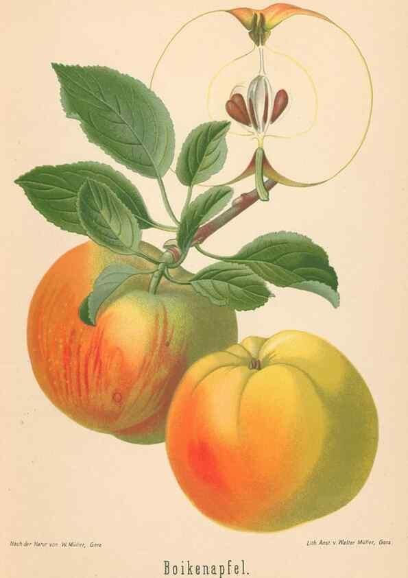 Reproducción/Reproduction 27392430257: Aepfel und Birnen,. Berlin,Paul Parey,1894.. 