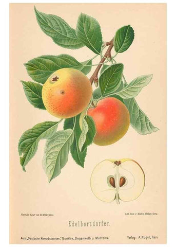 Reproducción/Reproduction 42216481882: Aepfel und Birnen,. Berlin,Paul Parey,1894.. 