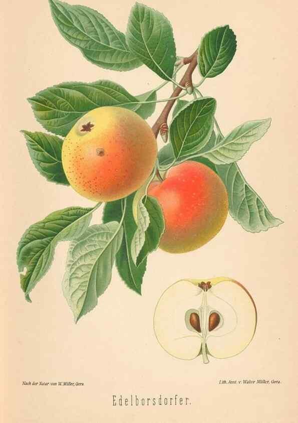 Reproducción/Reproduction 42216481882: Aepfel und Birnen,. Berlin,Paul Parey,1894.. 
