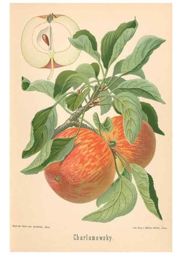 Reproducción/Reproduction 42216484692: Aepfel und Birnen,. Berlin,Paul Parey,1894.. 