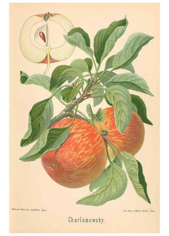 Reproducción/Reproduction 42216484692: Aepfel und Birnen,. Berlin,Paul Parey,1894.. 