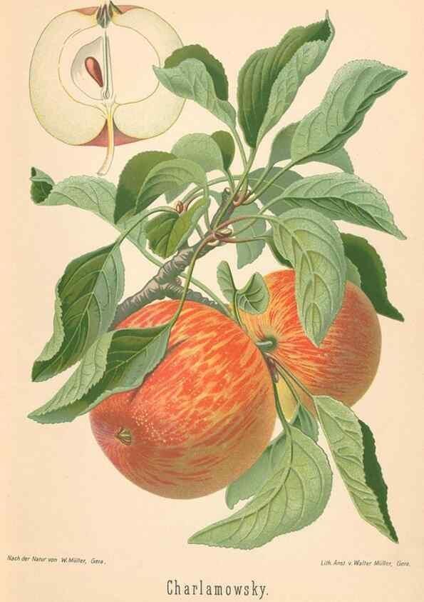 Reproducción/Reproduction 42216484692: Aepfel und Birnen,. Berlin,Paul Parey,1894.. 