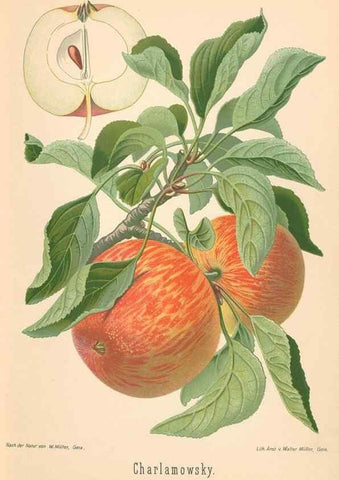 Reproducción/Reproduction 42216484692: Aepfel und Birnen,. Berlin,Paul Parey,1894.. 