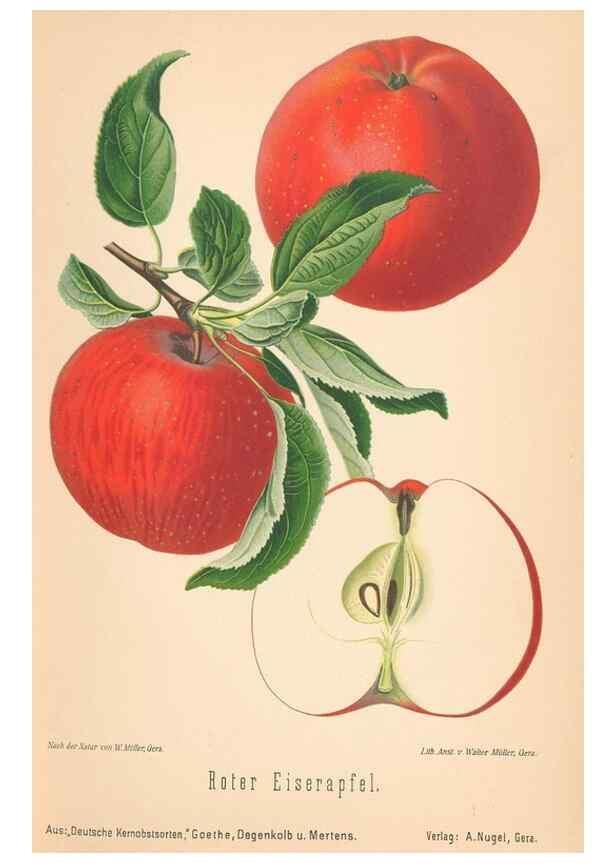 Reproducción/Reproduction 42263275841: Aepfel und Birnen,. Berlin,Paul Parey,1894.. 